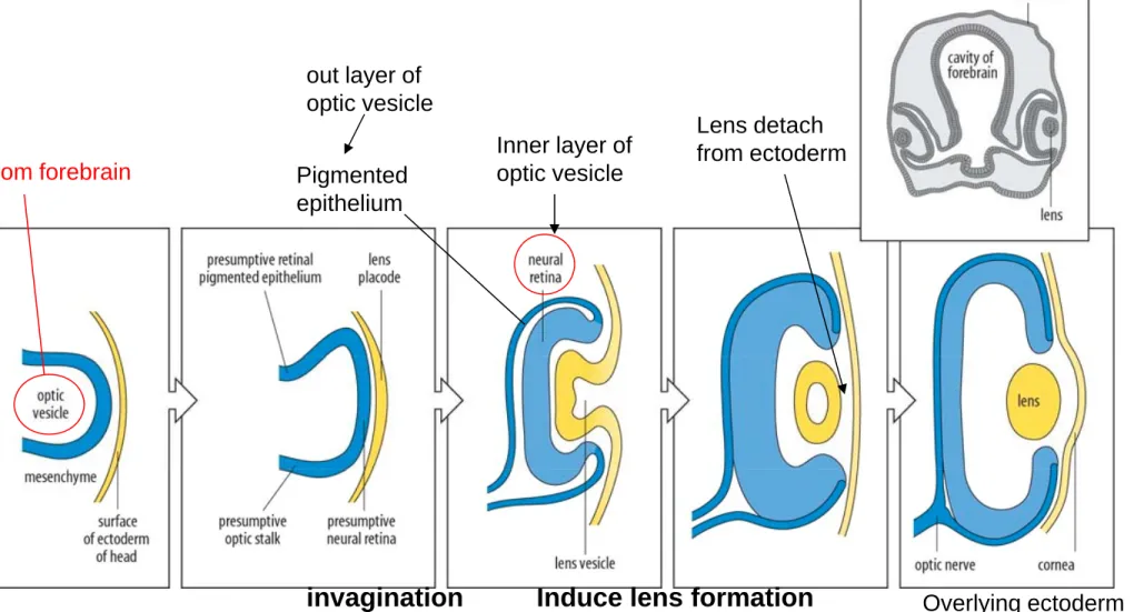 Fig. The main stages in the development of the vertebrate eyes