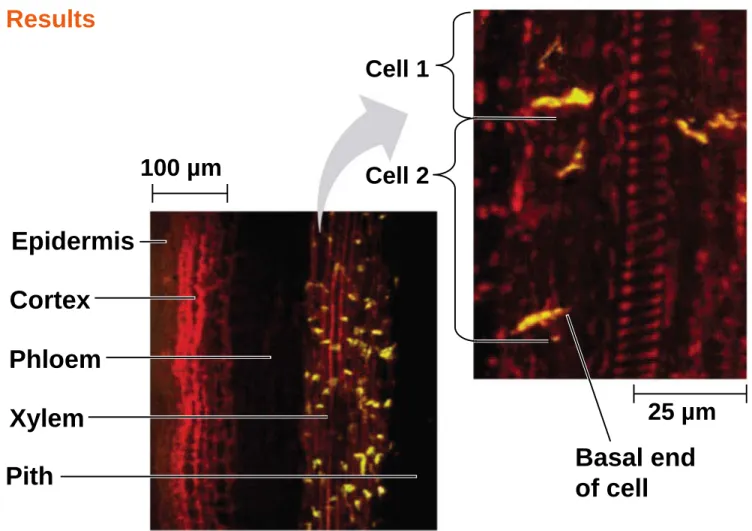 Figure 39.6 Cell 1 Cell 2 Basal end of cellResults100 µmEpidermisCortexPhloemXylemPith 25 µm