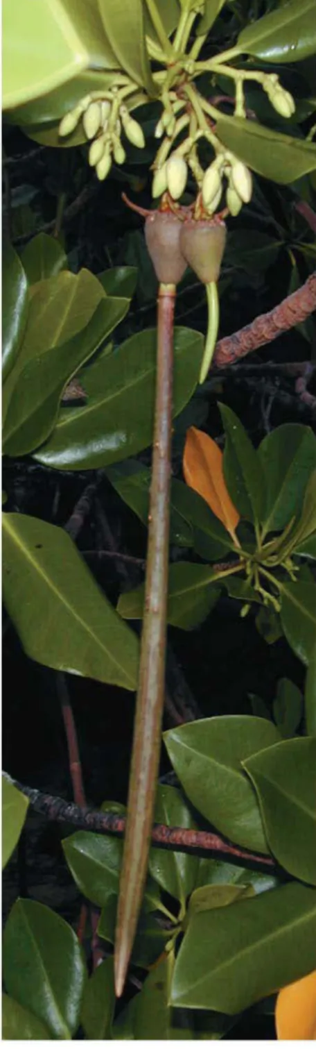 Figure 39.11 Red mangrove (Rhizophora mangle) seeds Maize mutantColeoptile