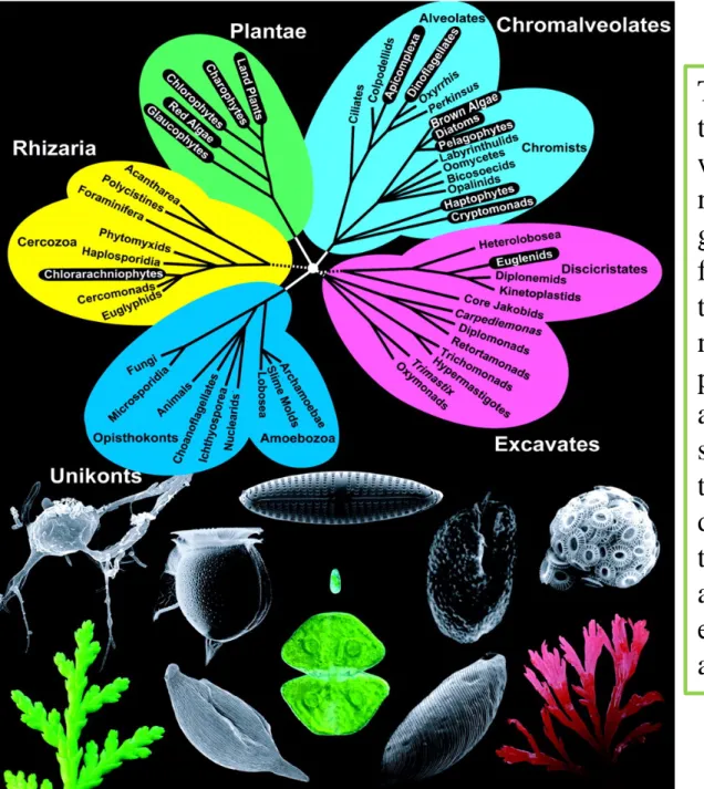 Fig. 1. Tree of eukaryotes and diversity of plastid-bearing eukaryotes. 