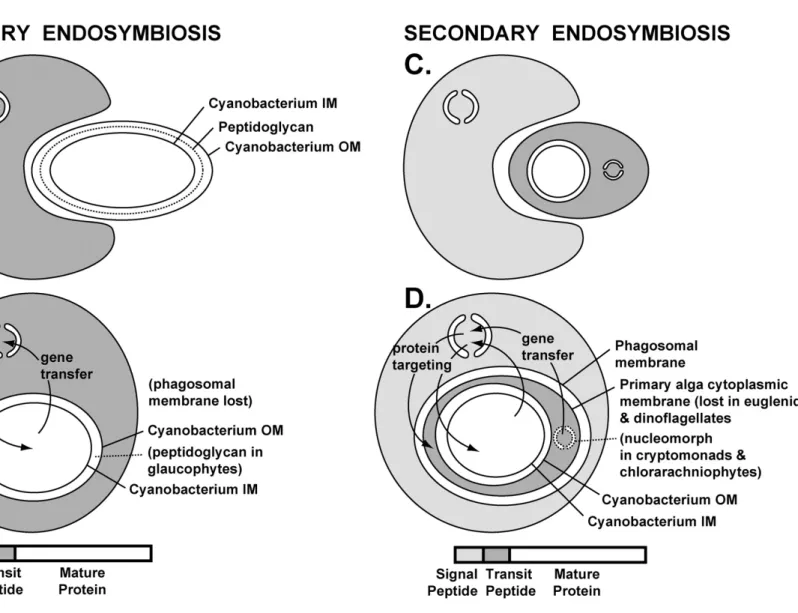 Fig. 2. Primary and secondary endosymbiosis. 