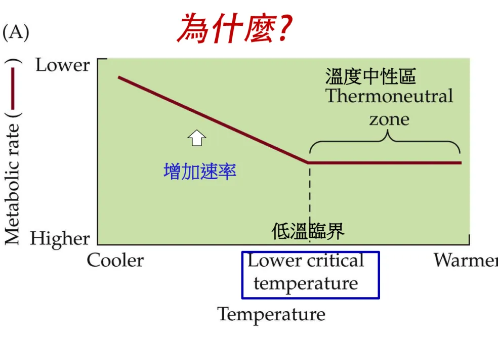 Figure 4.16 A  Metabolic Rates in Endotherms Vary with Environmental Temperatures 