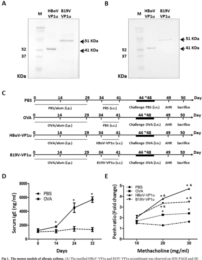 Fig 1. The mouse models of allergic asthma. (A) The purified HBoV-VP1u and B19V-VP1u recombinant was observed on SDS-PAGE and (B)