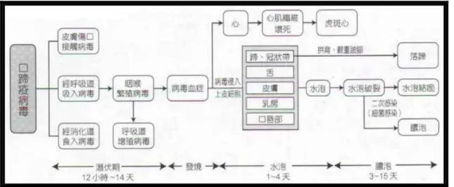 圖 2-7 口蹄疫的致病機轉及病程 