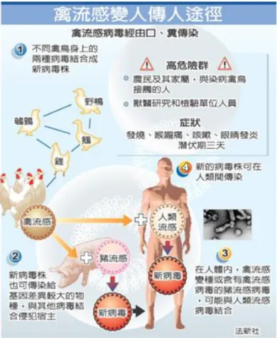 圖 2-9  禽流感變人傳人途徑 