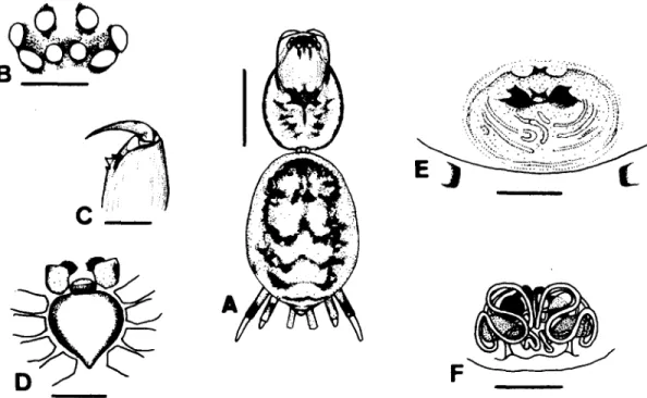 Figure  1.  Female  Hahnia  zh可iangensis Song  &amp;  Zheng.  A.  Carapace  and  abdomen ,  dorsal  view