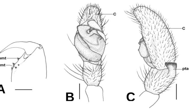 Figure 1. Matidia spatulata sp. nov. A. Left chelicera, posterior view. B. Left male palp, ventral view