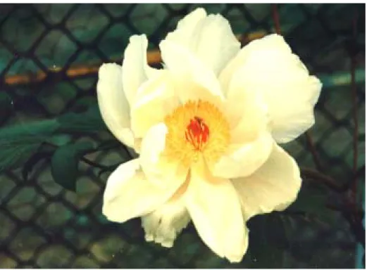 圖 3 - 7 牡 丹 花 盛 開 ， 黃 花 紅 心 、 十 分 淡 雅 。 黃 明 傑 拍 攝  