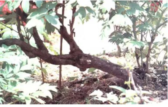圖 3 - 2   牡 丹 花 的 老 幹         黃 昌 惠 拍 攝  