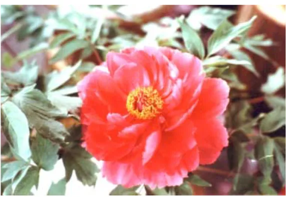 圖 3 - 5 大 紅 牡 丹 花     黃 明 傑 拍 攝  