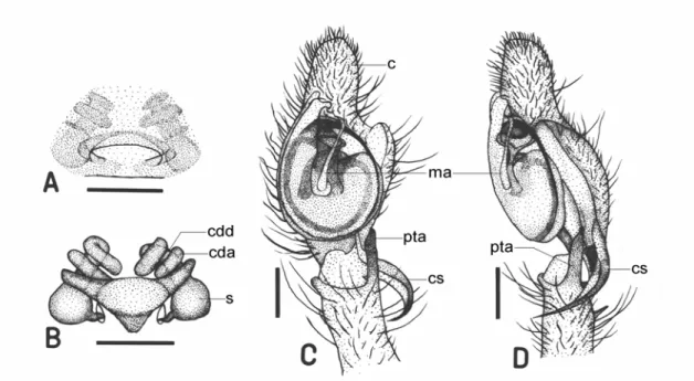 Figure 2. Genital organs of Cheiracanthium falcatum sp. nov.    A. Female epigynum, ventral view