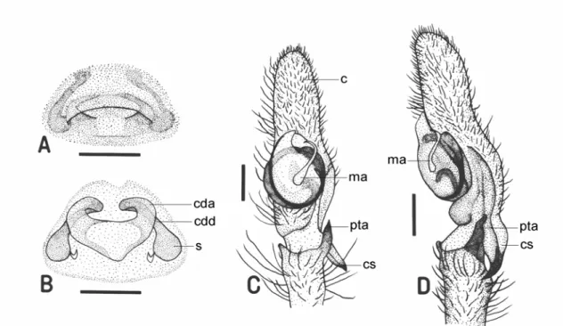 Figure 3. Genital organs of Cheiracanthium eutittha Bösenberg et Strand, 1906.    A. Female epigynum, ventral view