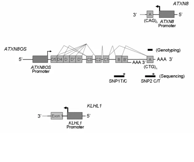 Figure 1. Genomic organization of ATXN8OS,  ATXN8, and KLHL1 in  humans. Comparison of the genomic organization of the overlapping  ATXN8 and ATXN8OS genes and 5'-region of the KLHL1 gene
