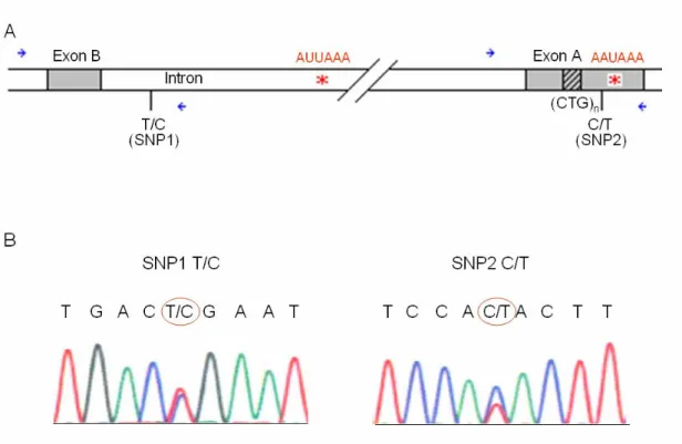 Figure 4. SNPs identification. (A) Location of the two novel SNPs. 
