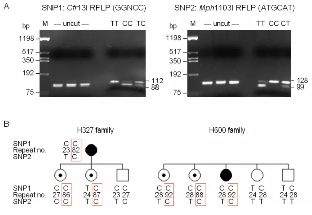 Figure 5. Restriction enzyme and haplotype analysis of the SNP1 and  SNP2.  (A)  The PCR products containing SNP1 (left) or SNP2 (right)  were digested with Cfr13I or Mph1103I and resolved on a 2% agarose  gel