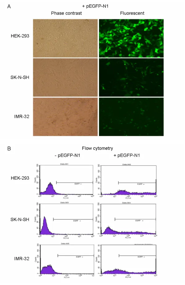 Figure 6. Transient transfection of HEK-293, SK-N-SH and IMR-32  cells with ATXN8/ATXN8OS promoter constructs monitored by  fluorescence microscope (A) and (B) flow cytometry
