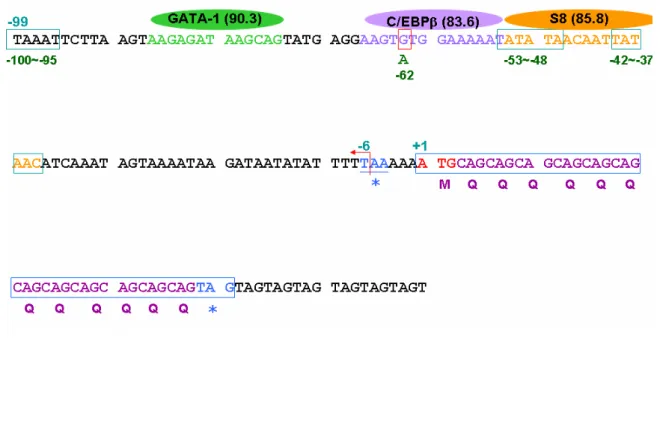 Figure 8. Nucleotide sequences (-99~+61) of ATXN8 proximal promoter  region and polyglutamine coding open reading frame