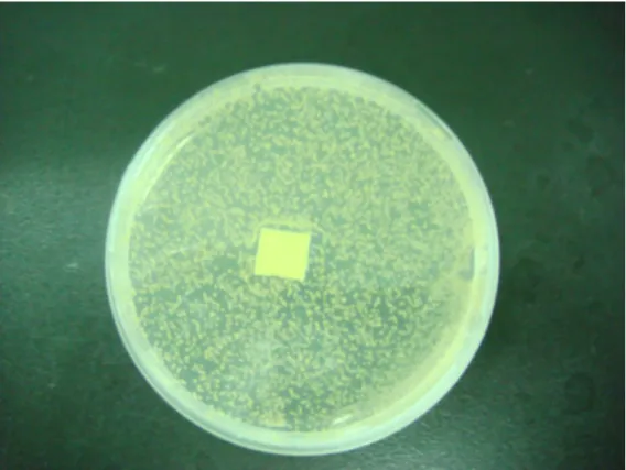 圖 3-8  A1 抑菌圈照片 (先加抗菌劑後加撥水劑) 