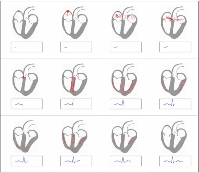 圖  2–2、心臟肌電傳導狀態及心電圖波形產生過程 