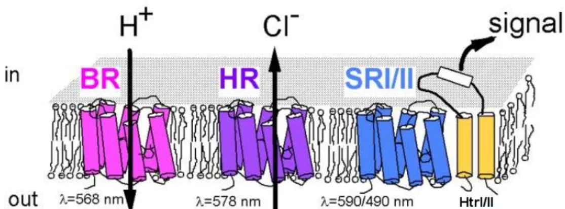 Fig. 1-1  RPs 在雙層脂質膜中的結構示意圖。圖中為嗜鹽性古細菌 Halobacterium  salinarum 內的四種 RPs。由左至右分別是 bacteriorhodopsin、halorhodopsin、sensory  rhodopsin I 和 sensory rhodopsin II。 