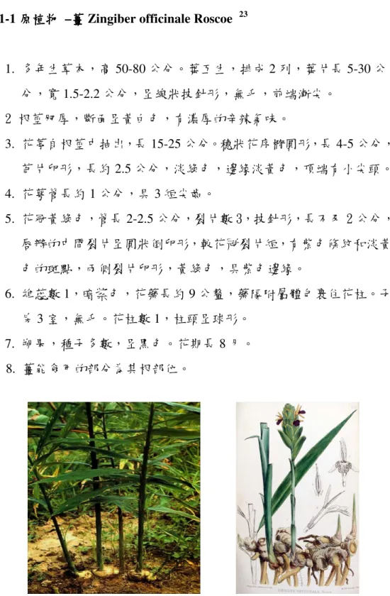 圖 1-4-1 薑 Zingiber officinale Roscoe 24