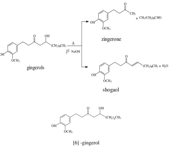 圖 1-5-2    gingerols 經熱或鹼處理成 zingerone 和 shogaols   