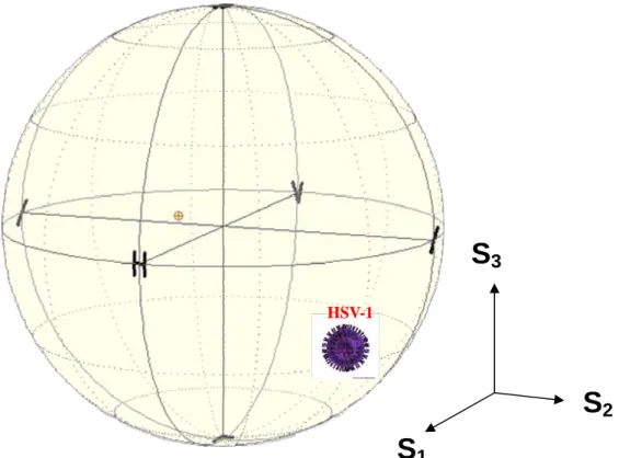Fig. 4-13 Average result of the state of polarization measurement of  Herpes Simplex Virus Type-1 (HSV-1) for TE mode