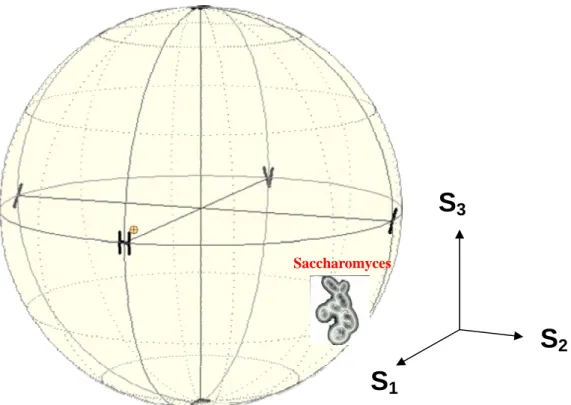 Fig. 4-15 Average result of the state of polarization measurement of  Saccharomyces for TE mode