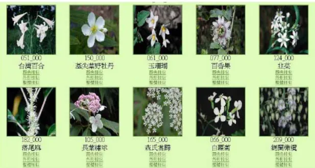 圖 2-10，以「台灣百合」檢索相似形狀的查詢結果  圖片來源：張宇翔（民 91） 
