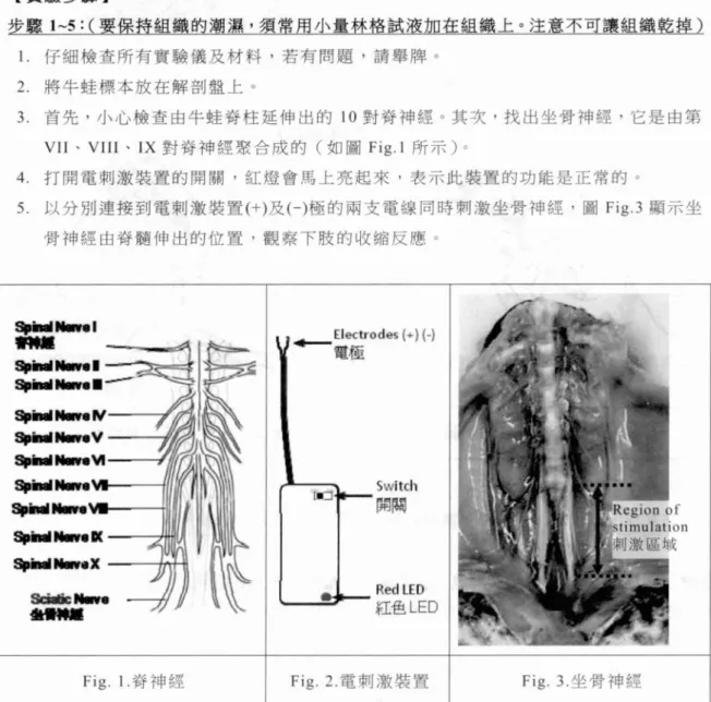 Fig. I. 脊神經 Fig.2.電刺激裝置 Fig.3. 坐骨神經