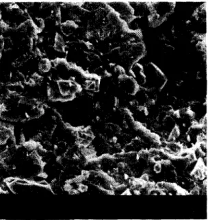 Figure  13.  SEM  microgragh  of CaC0 3 /pp composite 