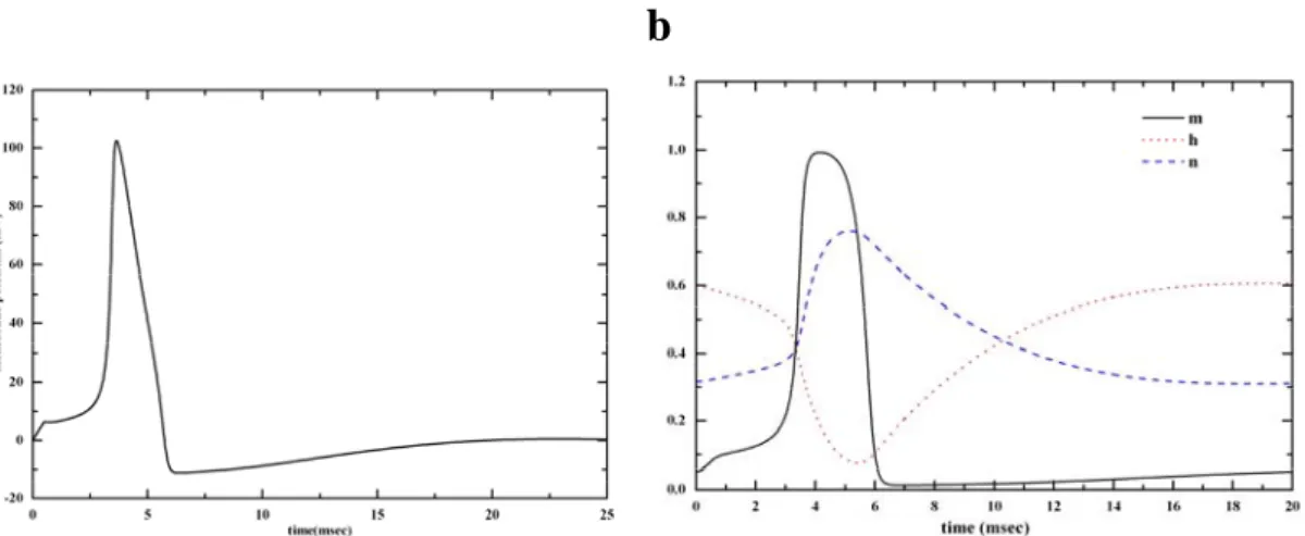 Fig. 16:我們輸入一 0.5 msec , 0.4 nA  的電流脈衝至 HH model，得到(a)  膜電位隨 時間變化關係。(b) gating particle  隨時間變化關係圖。 