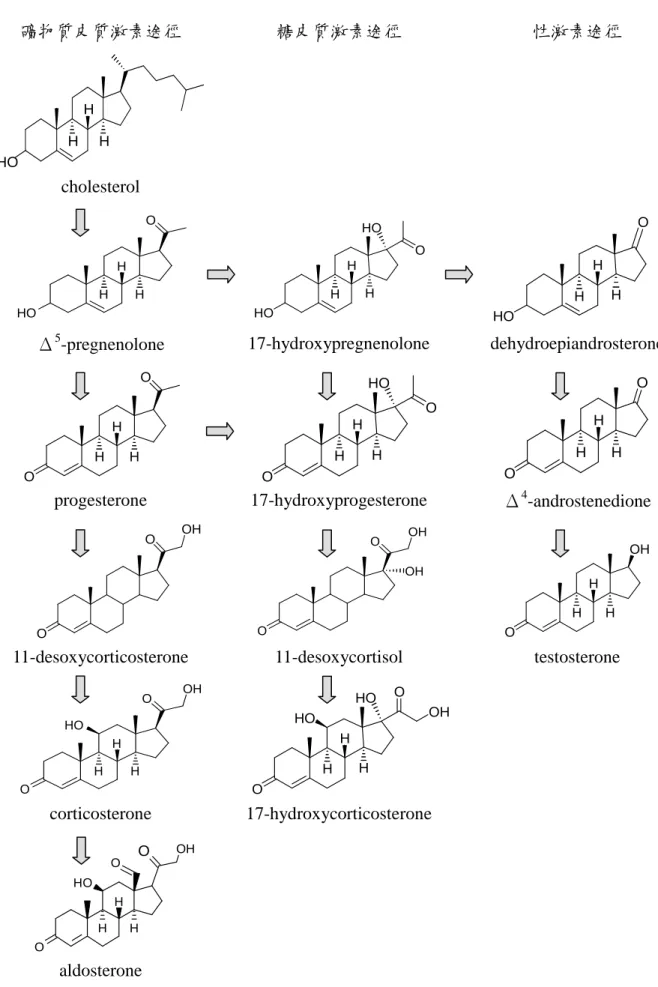 圖 1-5    腎上腺類固醇的生物合成途徑    Fig.1-5 Synthesis pathway of steroids 