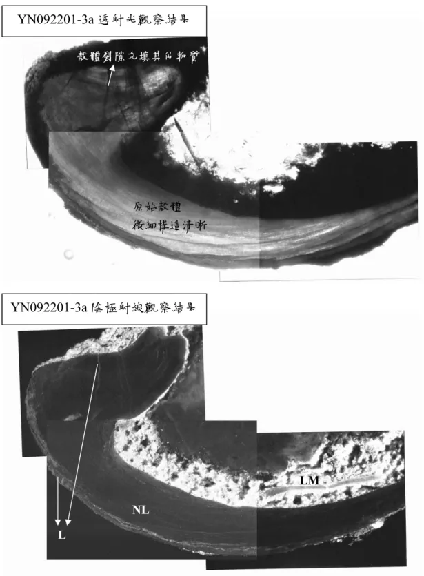 圖 4.1  保山地區早石炭紀 Tournaisian 時期 Crurithyris sp.腕足殼體於顯 微鏡下觀察結果。NL 表示不發光殼體區域；L 表示發光殼體區 域；LM 表示發光圍岩部分。 NL L  LM 原始殼體 微細構造清晰 殼體裂隙充填其他物質YN092201-3a 陰極射線觀察結果YN092201-3a 透射光觀察結果 