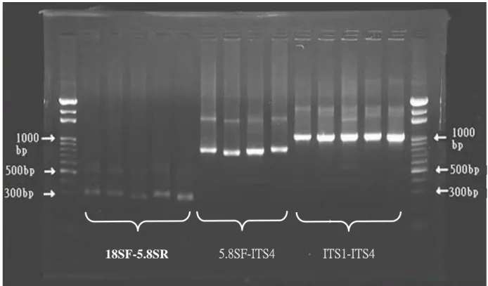 Fig. 4. Gel picture of PCR products by using 3 pairs of primers :18SF-5.8SR, 5.8SF-ITS4  and ITS1-ITS4