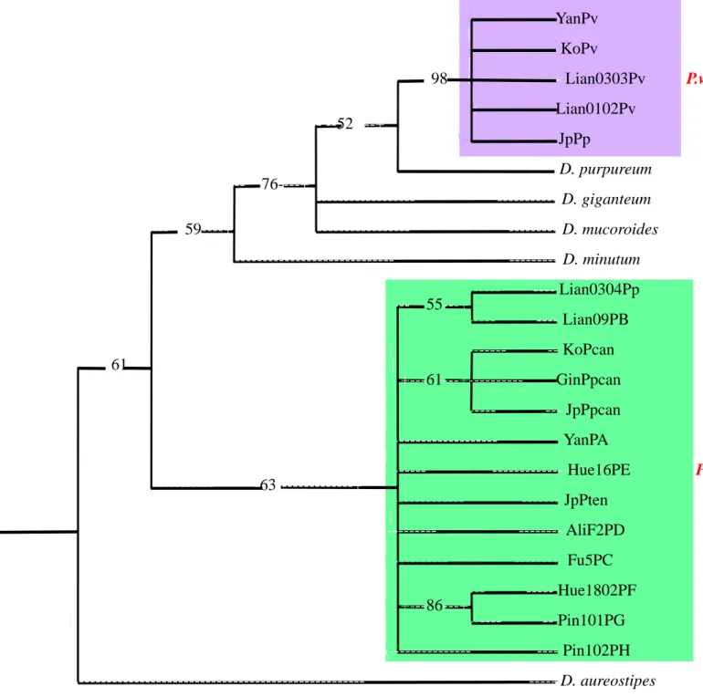 Fig. 6. Maximum parsimony (MP) tree based on 5.8S rDNA sequences.