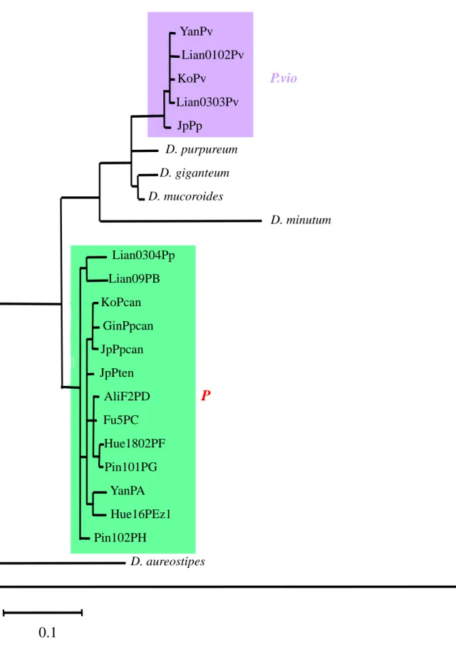Fig. 7. Neighbor-Joining (NJ) tree based on 5.8S rDNA sequences.