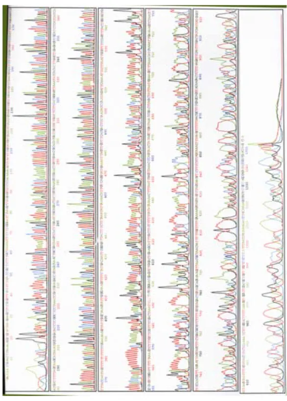 Fig. 5. Sequencing of PCR products of the strain AliF2 by using ITS1 primer.