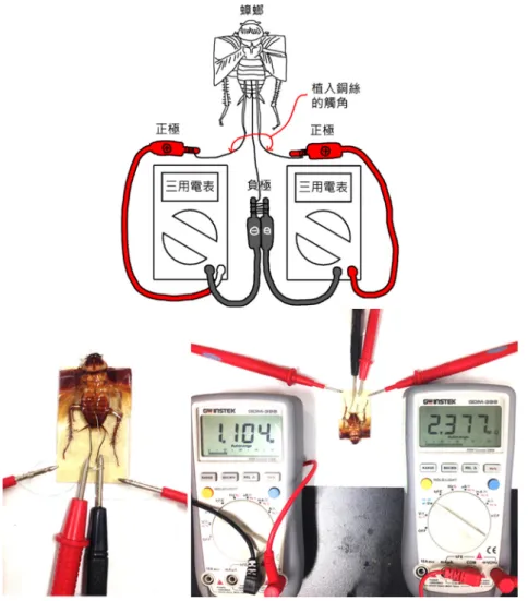 圖 四 、 測 量 植 入 觸 角 之 電 阻 值 變 化 的 實 驗 裝 置 。 上 為 示 意 圖 ， 下 為 實 體 照 片 。 