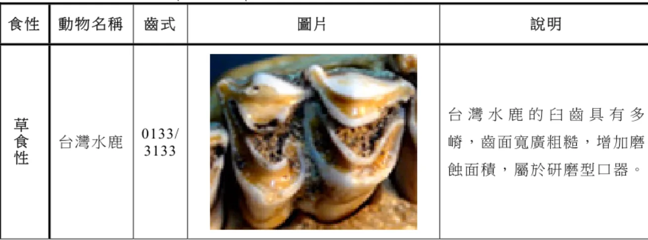 圖 八     蝙 蝠牙 齒 形 態 與各 區 域 示 意圖 (修 改 自 Evans and Sanson, 2005)。  