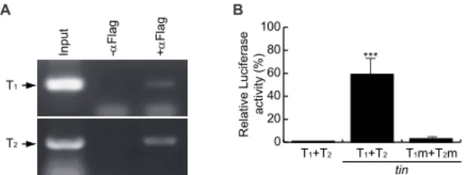 Figure 3. tin regulates the expression of acer  directly:  (A)  tin binds to the acer heart enhancer  specifically  in vivo as assessed by ChIP assays; (B)  Relative activity of acer heart enhancer was analyzed