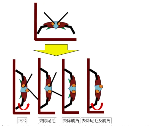 圖 五    正 常組 、 去 除 兩側 尾 毛 組 、去 除 兩 側 觸角 組 、 去 除兩 側 觸 角 及尾 毛 組 之 頭部 轉 動 方 向 示 意 圖 。  參、探討失去單側附肢對蟑螂重力感知的效應   將 蟑 螂 固 定 於 前 述 裝 置 中 ， 分 別 去 除 其 單 側 附 肢 ， 並 觀 察 蟑 螂 身 體 軸 線 旋 轉 時 ， 頭 部 軸 線 角 度 變 化 。 為 了 區 分 兩 側 附 肢 ， 在 旋 轉 過 程 中 朝 上 (背 離 地 面 )旋 轉 的 觸 角 及 尾 毛 定 