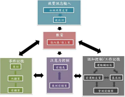 圖 3  與數學能力相關的腦神經機制。腦區中英文對照:初級視覺區（primary visual  cortex）；梭狀回（fusiform gyrus）；頂內溝（intra-parietal sulcus）；頂上葉（Superior  parietal lobule）；角回（angular gyrus）；內顳葉（medial temporal lobe）；前腦 島（anterior insula）；腹側前額葉（ventrolateral prefrontal cortex）；運動輔助區 （supplemen