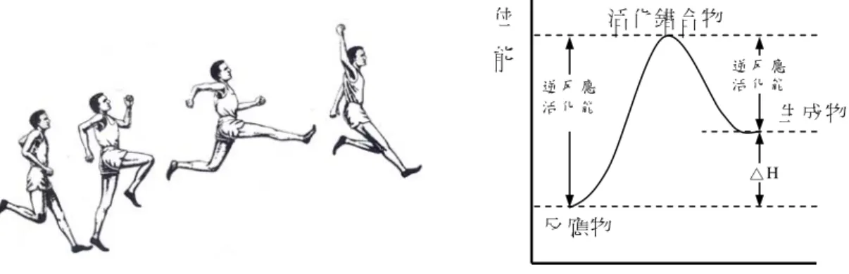 圖 3.  化 學 反 應 的 能 量 關 係 猶 如 跨 欄 比 賽 選 手 跳 過 柵 欄 （ Alexander, 1992;  引 自 Gilbert,  1993）   圖 4