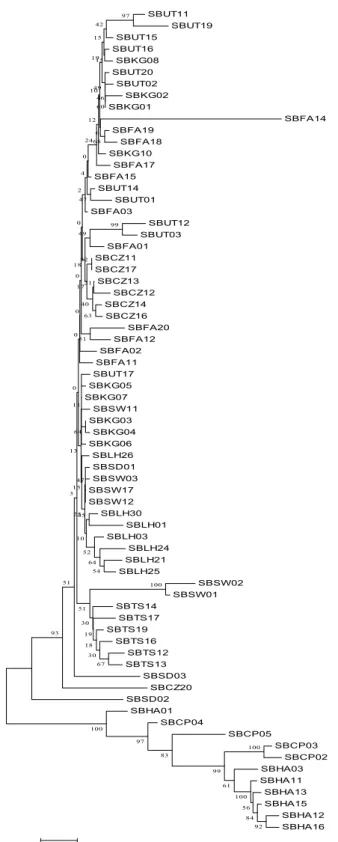 Figure 1. Neighbor-Joining tree based on mtDNA D-loop gene 