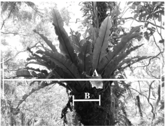 Figure 1.  Asplenium nidus. A. Width of plants; B. 