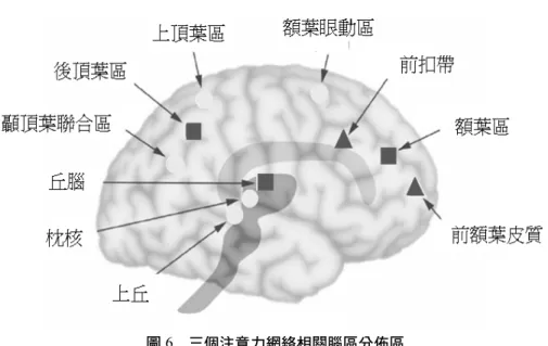 圖 6 三個注意力網絡相關腦區分佈區