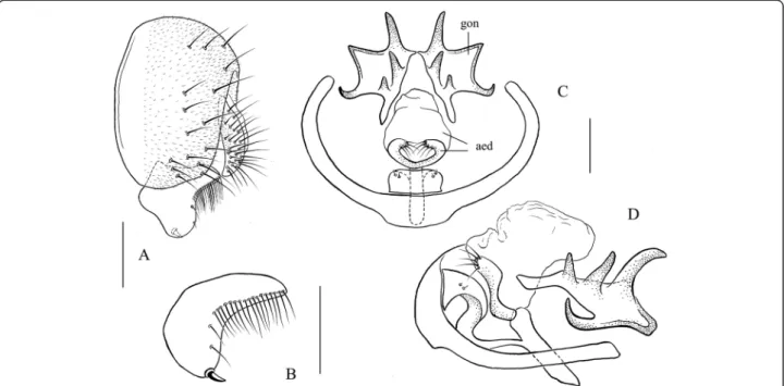Figure 7 Stegana (Steganina) ornatipes Wheeler and Takada. Male terminalia: (A) epandrium, cercus, and surstylus; (B) surstylus; (C, D) hypandrium, parameres, aedeagus (aed), aedeagal apodeme, and gonopods (gon).