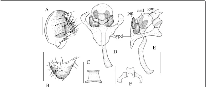 Figure 8 Stegana (Steganina) jianqinae sp. nov. Male terminalia: (A) epandrium, cercus, and surstylus (lateral view); (B) surstylus; (C) tenth sternite; (D, E) hypandrium (hypd), parameres (pm), aedeagus (aed), and aedeagal apodeme; (F) gonopods (gon)