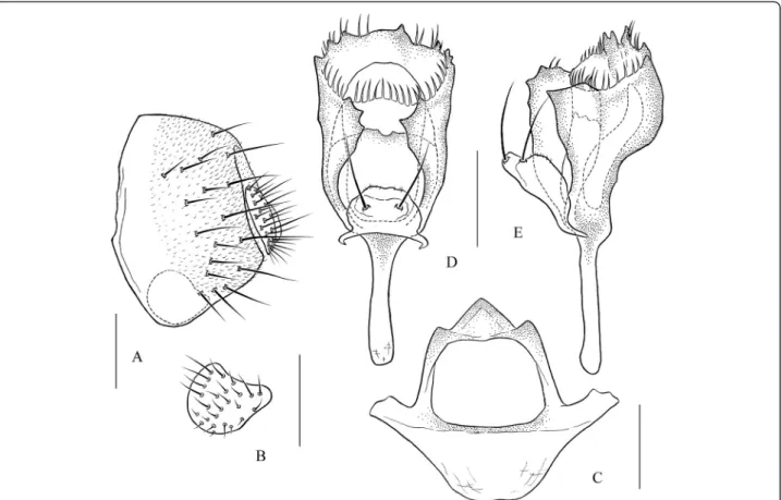 Figure 2 Stegana (Stegana) taiwana Okada, 1991. Male terminalia: (A) epandrium, cercus, and surstylus; (B) surstylus; (C) hypandrium and gonopods; (D, E) parameres, aedeagus, and aedeagal apodeme